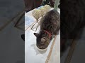 Our Spoiled Tabby Cat's Fancy Feast Birthday Dinner