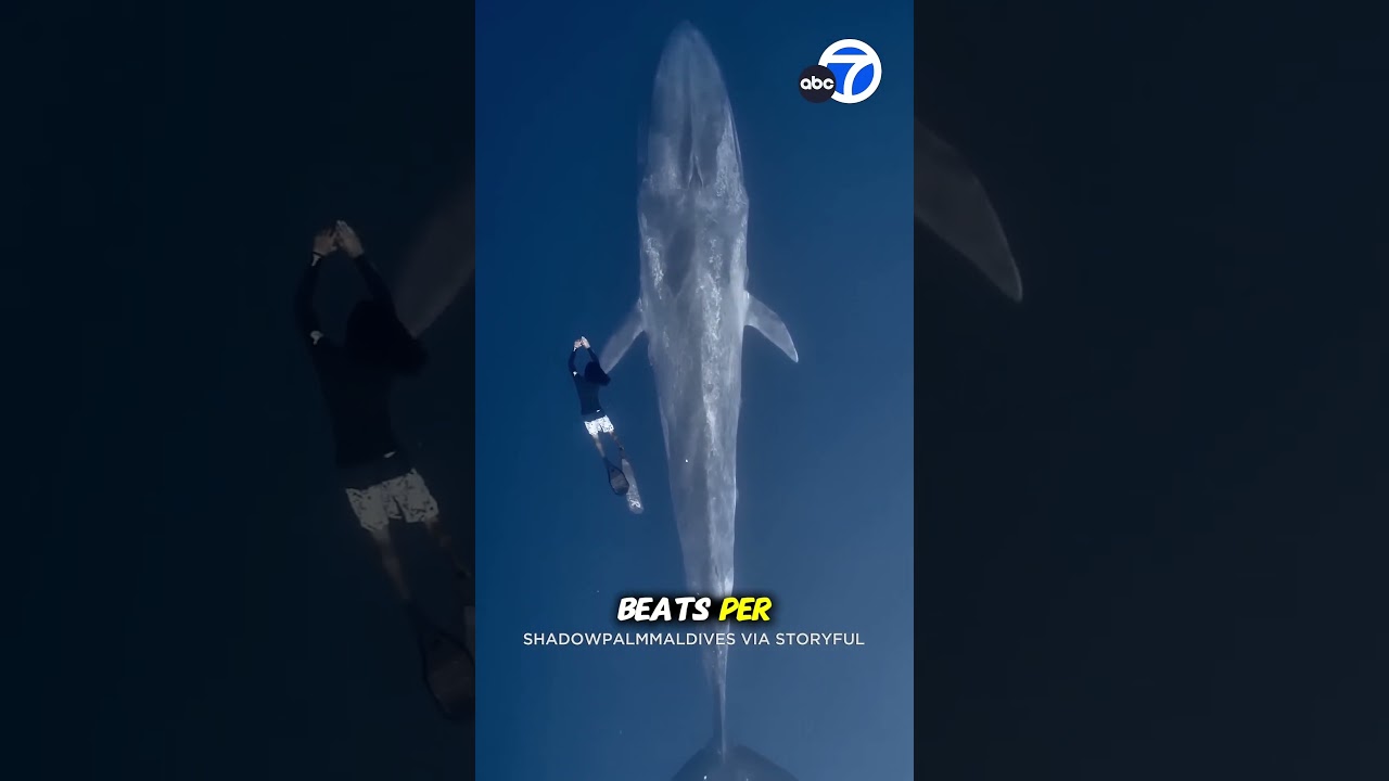 Сердцебиение синего кита дикое