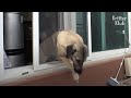 Savage Dog Pierces Window Net To Get Fresh Air (Part 2) | Kritter Klub