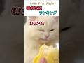 ドリアンを見た猫の反応がヤバい #動物動画