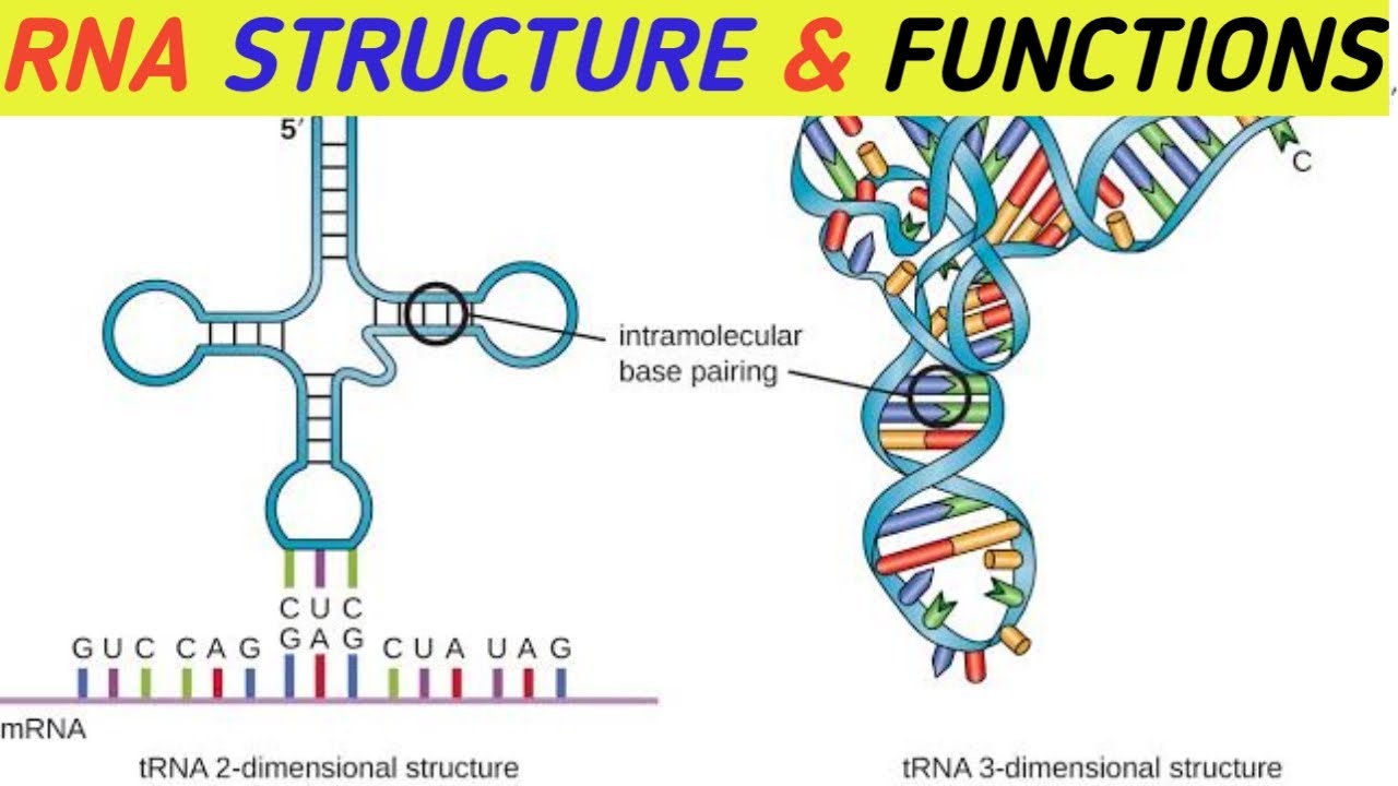 Рнк сайт. Первичная структура РНК. Строение МРНК биохимия. Вторичная структура РНК биохимия. Структура РНК биохимия.
