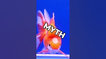 Goldfish Memory Myth: Do they really forget in 3 seconds?#facts #goldfish #shortsfeed #viral #short