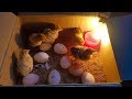 How To Make a mini Egg Incubator at home || Hatched-Result || Part 07