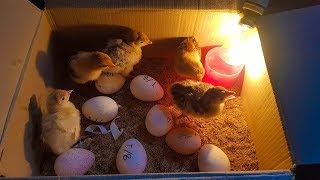 How To Make a mini Egg Incubator at home || Hatched-Result || Part 07