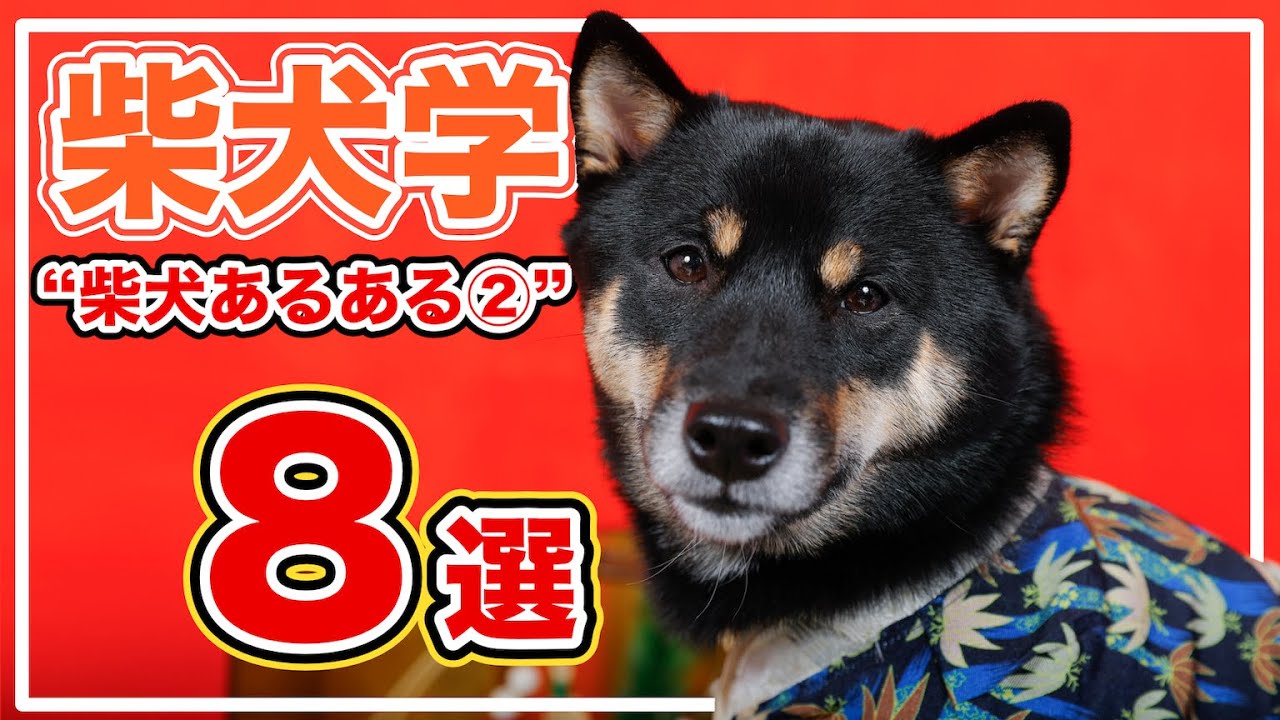 8 Common Shiba Inu Quirks to Understand Them Better - A Guide to