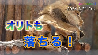 【旭山動物園ライオン】櫓から落ちるオリト「パパだって落ちます」朝の登場シーンをマッハ配信