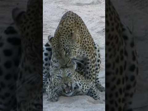 Leopard Lovebite! | #Wildlife #ShortsAfrica #septdailyshorts  @robtheranger