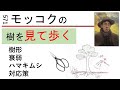 571 街でモッコクを見て歩く Take a walk to see 'Mokkok' (Ternstroemia gymnanthera). miki3