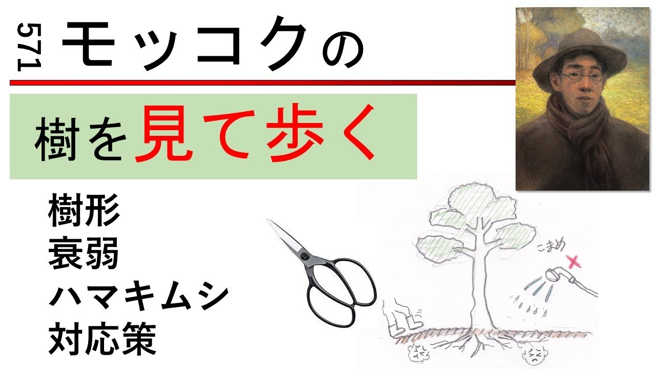 571 Walk to see the ternstroemia trees in the city. - YouTube