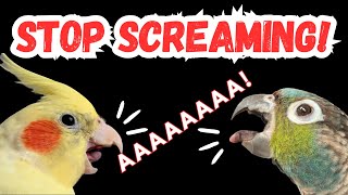 HOW TO STOP YOUR BIRD SCREAMING  reasons why parrots scream | BirdNerdSophie