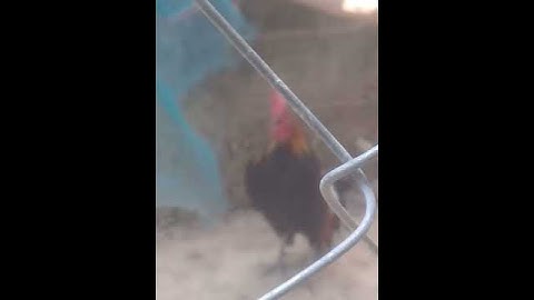 Qaib qus qua zoo leej twg.nyiam hu tau nawb