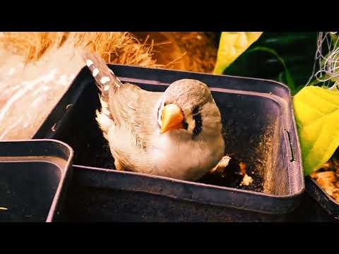 Zebra FINCH at