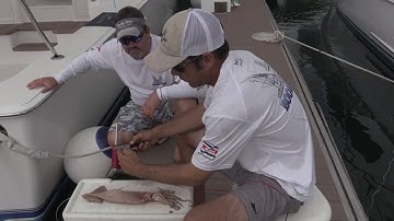How To: Rig Squid for Swordfish