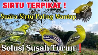 SUARA PIKAT SIRTU/CIPOH PALING MANTAP! 🔥 LANGSUNG NYAUT & MENDEKAT❗