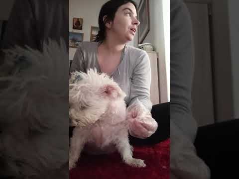 Βίντεο: Πώς να δώσετε φάρμακο στο σκυλί σας