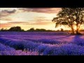 Lavender (Relax Music)