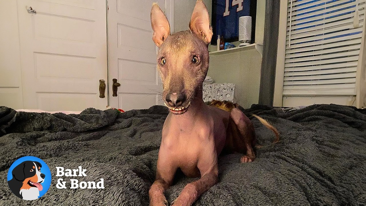 She Has No Fur, No Protection — So We Became Her Shelter | Bark & Bond