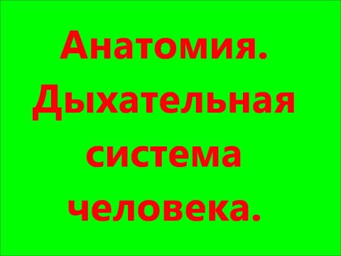 Дыхательная система человека