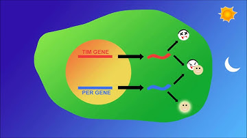 Easy Memorization - Tim and Per in Drosophila Circadian Rhythms