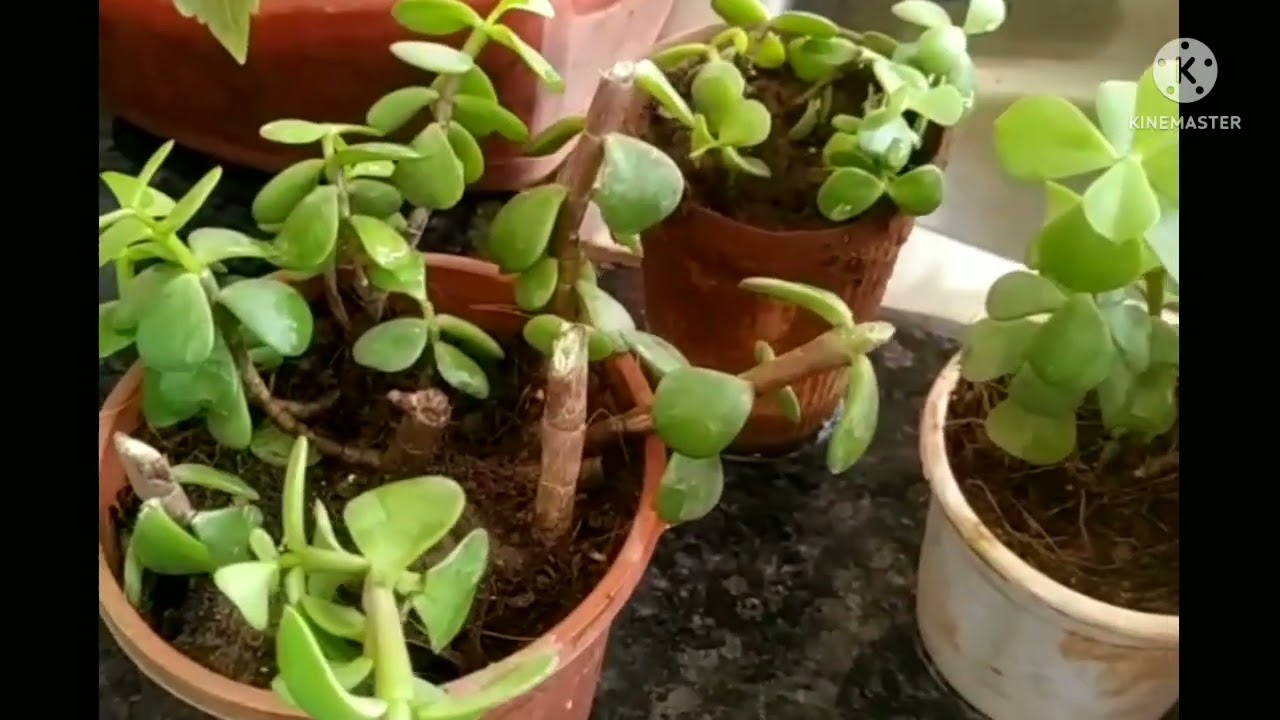 How To Grow A Jade Plant From A Clipping