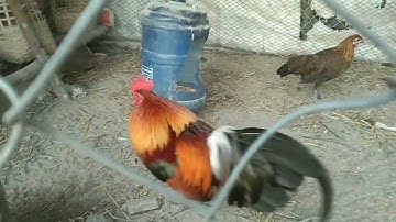 Tsi khoom Mus Dib Qaib Muab Qaib Cais Poj Lawm 11/3/2025.