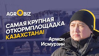 Ангусы в Казахстане. Откорм КРС, стоимость содержания и цены на мясо ﻿| ТОО Терра