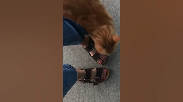 cat rotoscope reference video