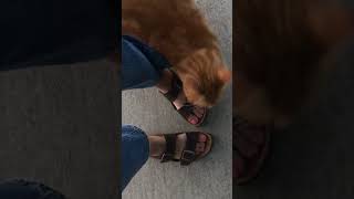 cat rotoscope reference video