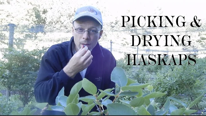 Picking and Dehydrating Haskap Berries (Dr. Maxine...