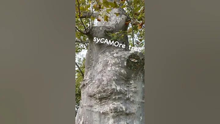 SyCAMOre Trees - quick guide to Identifying #shorts - DayDayNews