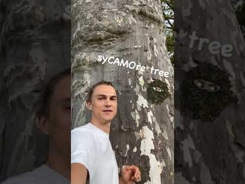 Video: Fakta om Sycamore-trädet - Tips för att odla platanträd