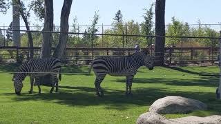 Zoo de Calgary, Alberta, Canadá - Agosto 2019 (Prism - Nickels and Dimes)