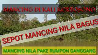 MANCING PAKE RUMPON GANGGANG DIKALI KERTOSONO GACOR