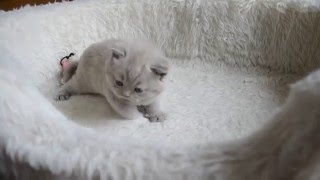 British Shorthair Kitten