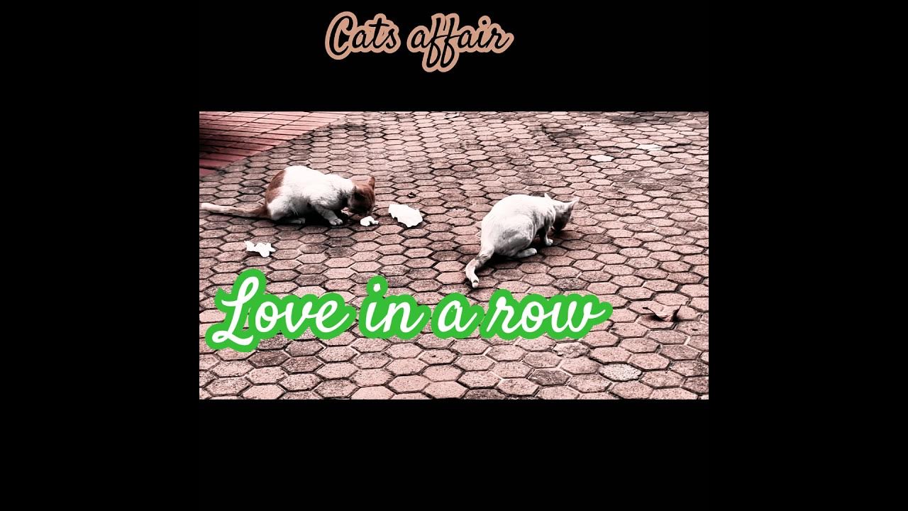 Funny cat #love #affair #affection #music #song #travel Funny cat #love #affair #affection #music #song #travel