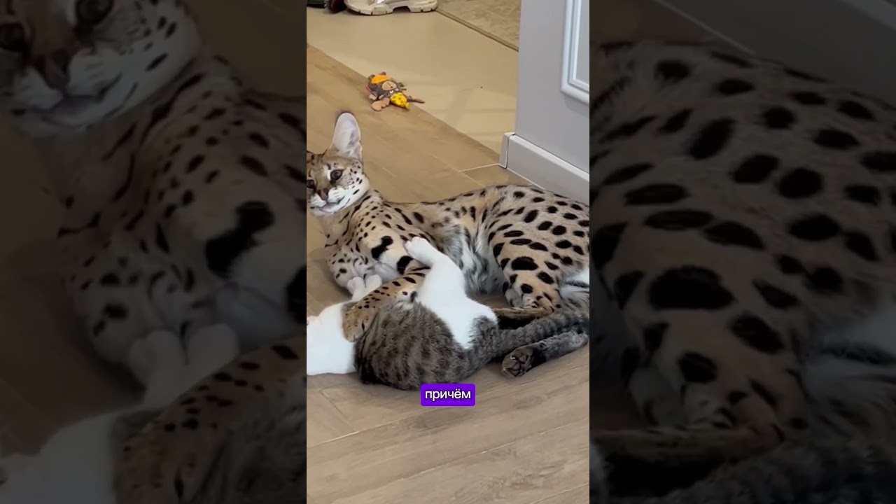 Как сервал реагировал на котёнка😱 начала рассказал о появлении котов! Как думаете любят др друга?