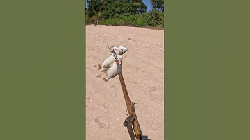 Catching dinner with hand made spear 🔱🐟