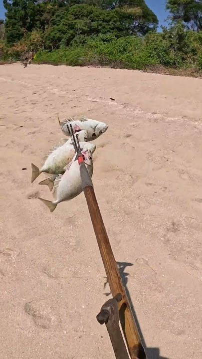 Catching dinner with hand made spear 🔱🐟