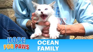 Homeless kittens seeking refuge from this heatwave 🥵🥵🥵 #kittens by Hope For Paws - Official Rescue Channel 189,960 views 8 months ago 5 minutes, 3 seconds