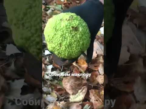 Сезон сбора маклюры или адамово яблоко.Кушать ее нельзя,но делать очень мази очень полезно.