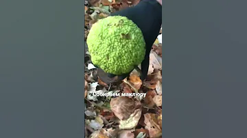 Сезон сбора маклюры или адамово яблоко.Кушать ее нельзя,но делать очень мази очень полезно.