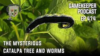 EP: 474 | The Mysterious Catalpa Tree and Worms