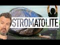 Stromatolite Meaning Benefits and Spiritual Properties