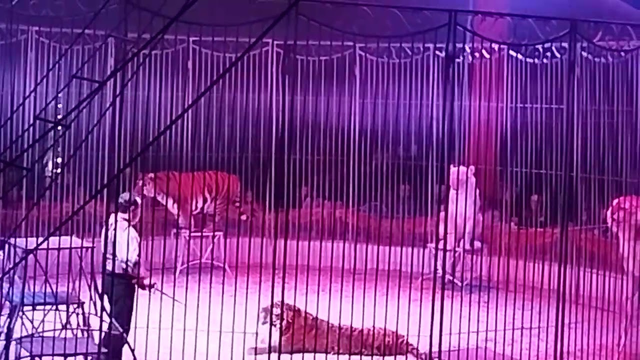 Mickael 🦁  tigre 🐅 🐯 Douchet du cirque Nicolas Zavatta himajine 2025 