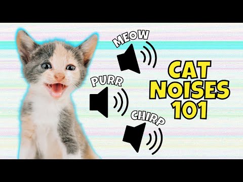 9 Cat Noises and What They Mean