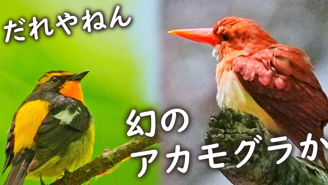幻アカショウビン2026キビタキ接近コルリ声！ - YouTube