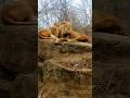Stylish lion couple relaxinglion animals nature