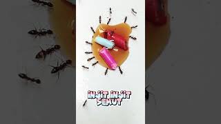 Download Mp3 Injit injit semut Gudang lagu Download Mp3 Injit injit semut