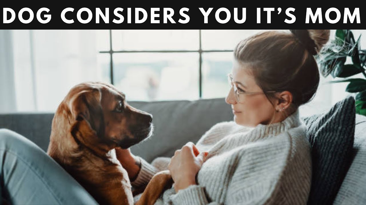 12-signs-your-dog-considers-you-it-s-mom-youtube