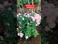 summer snow rose pink 14 inch pot available